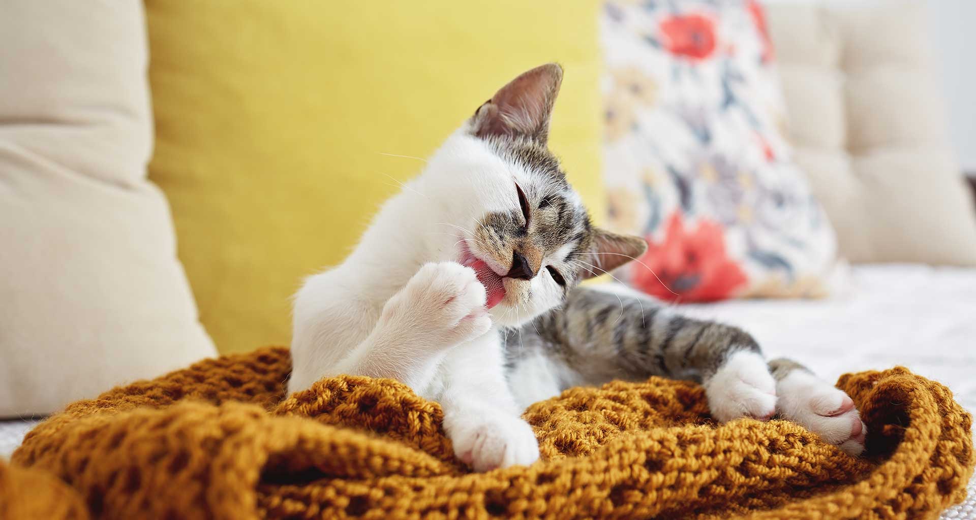 Cat Boarding Facilities