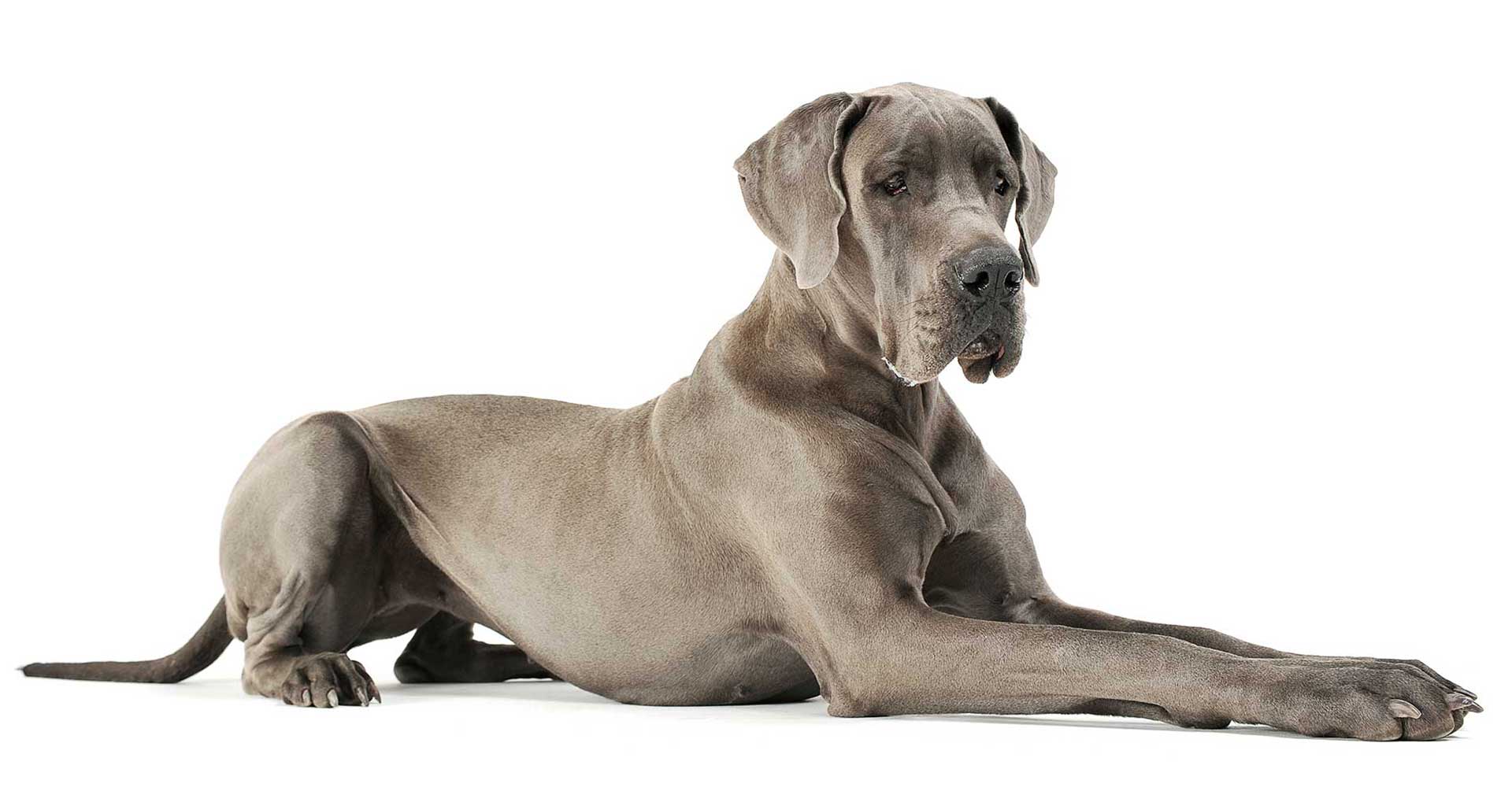 Maintaining a healthy weight for your pet